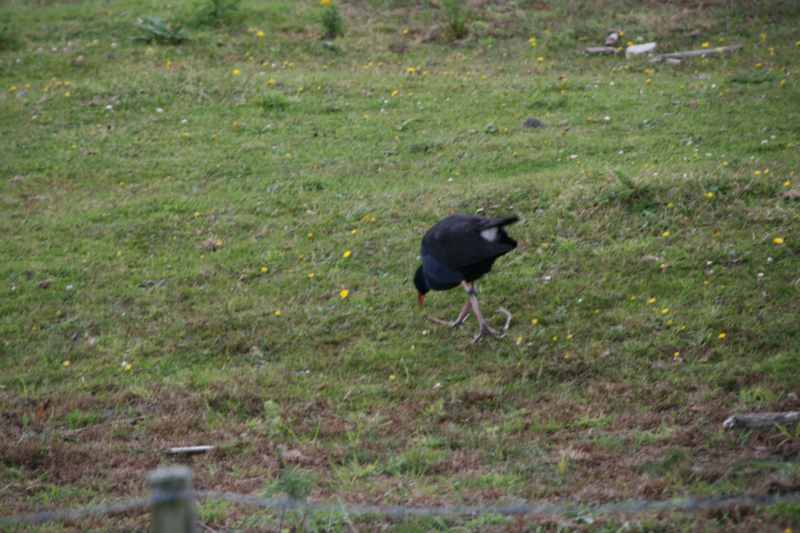 Nieuw-Zeeland 2011 - 1965